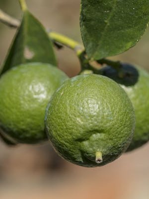 Citrus Aurantifolia Neapolitanum