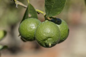 Citrus Aurantifolia Neapolitanum