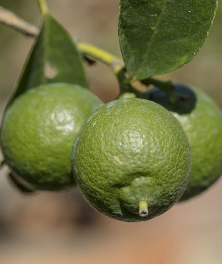 Citrus Aurantifolia Neapolitanum