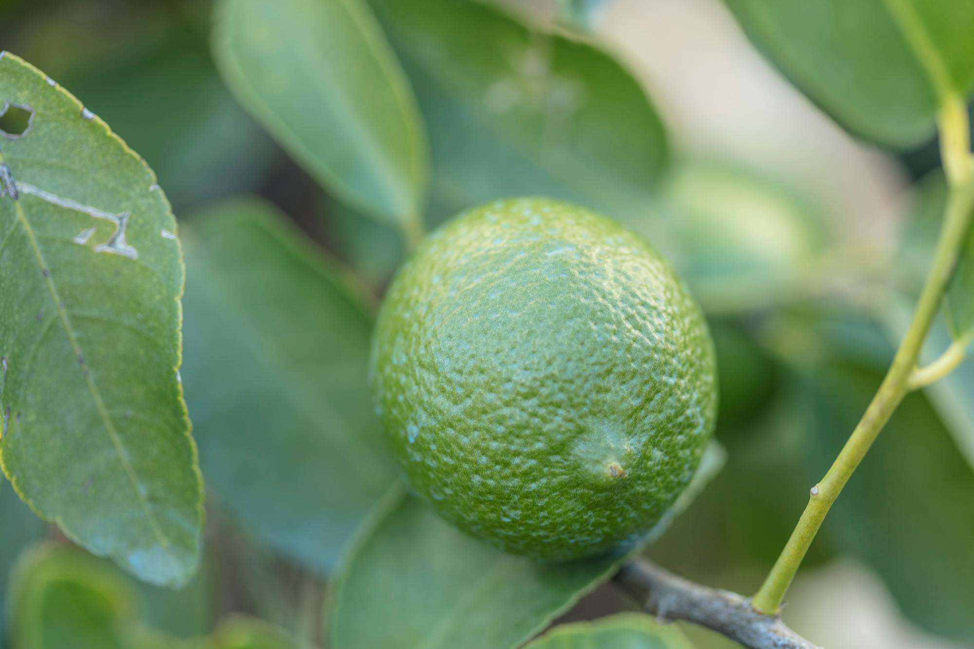 Citrus Aurantifolia Neapolitanum