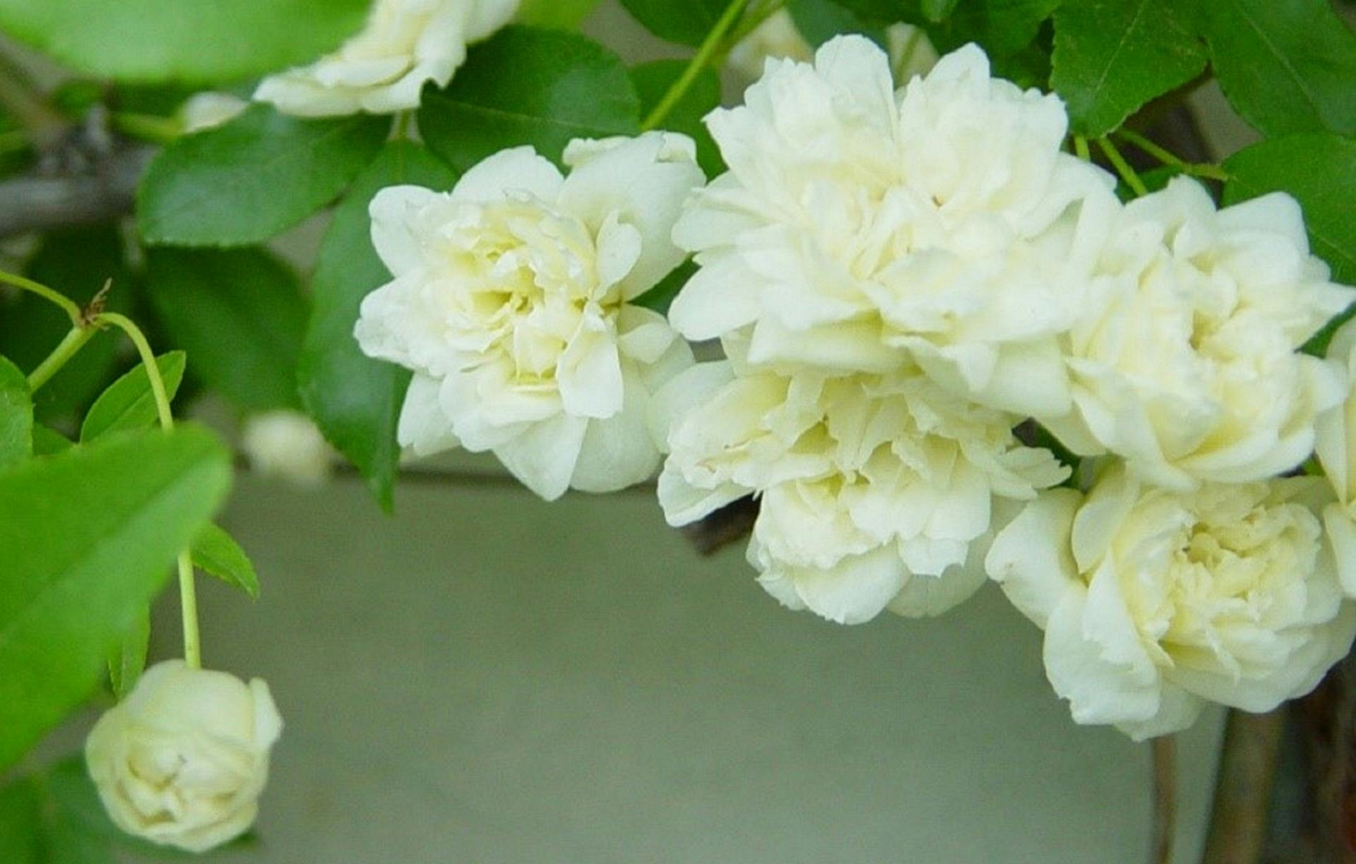 Rosa Banksiae Alba Plena