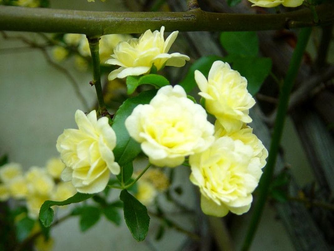 Rosa Banksiae Lutea