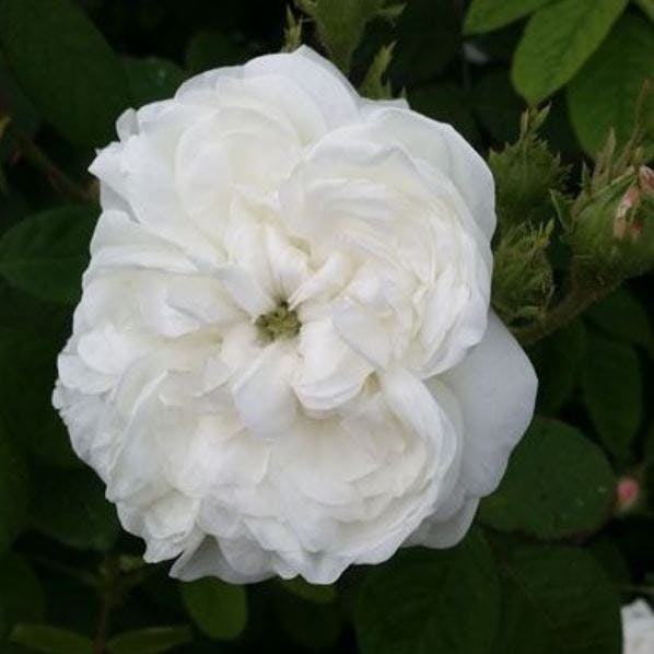 Rosa Damascena Madame Hardy