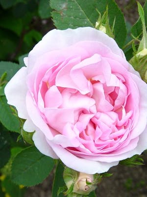 Rosa Alba Incarnata