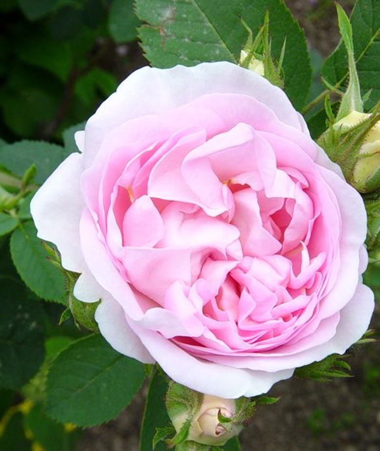 Rosa Alba Incarnata