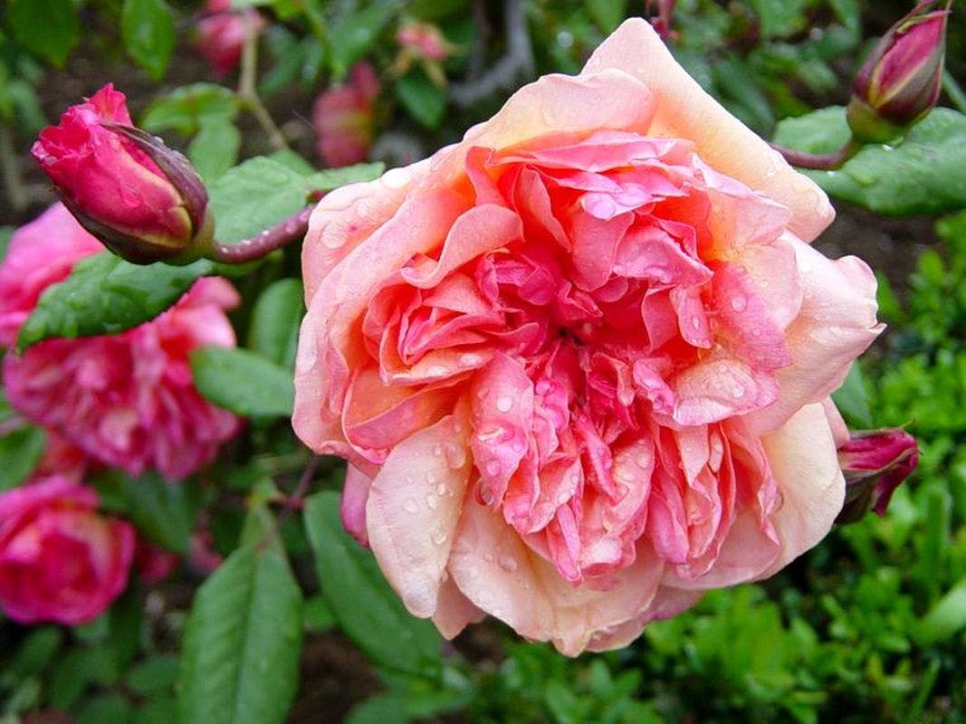 Rosa Clementina Carbonieri