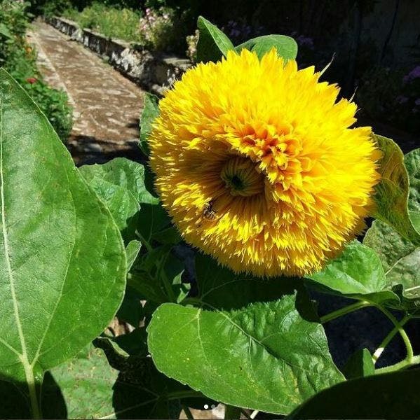 Helianthus Multiflorus