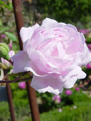 Rosa Débutante
