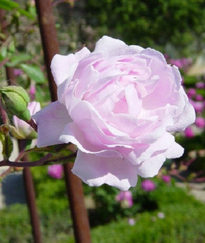 Rosa Débutante