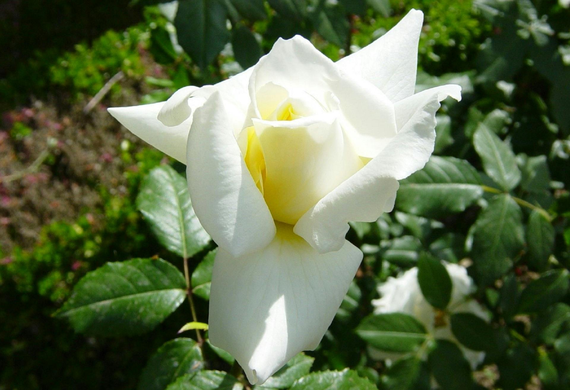 Rosa Fiocco Bianco