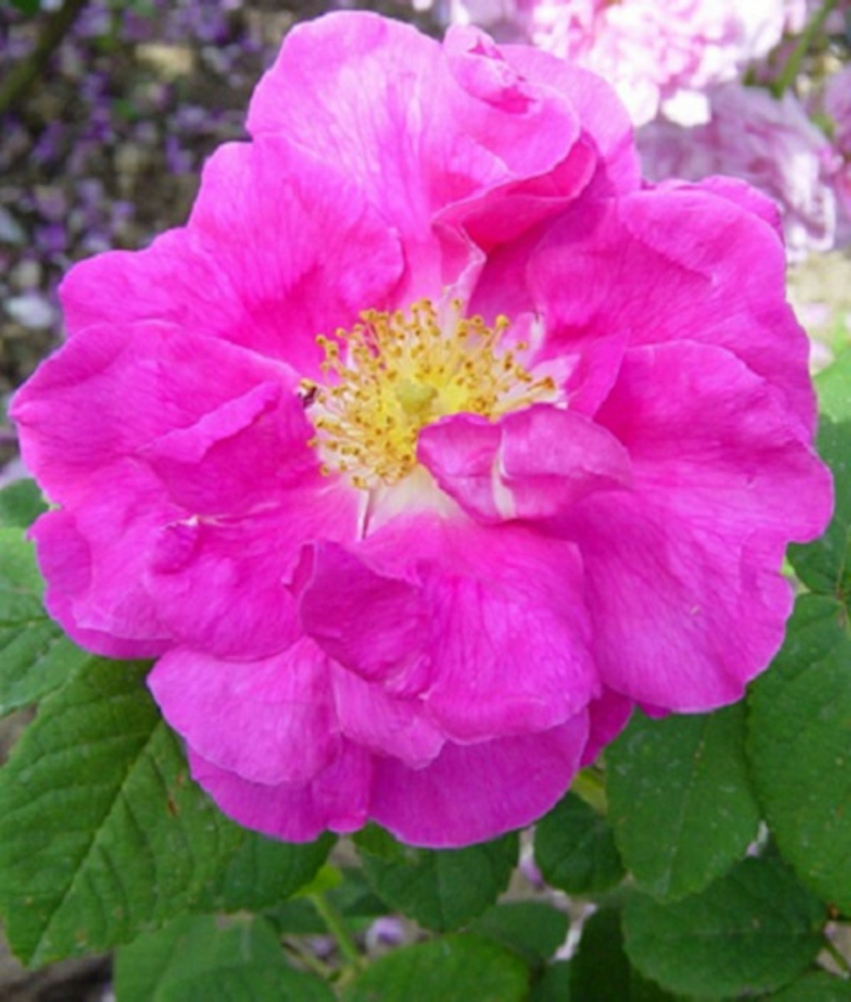 Rosa Gallica Officinalis nel Giardino di Boboli