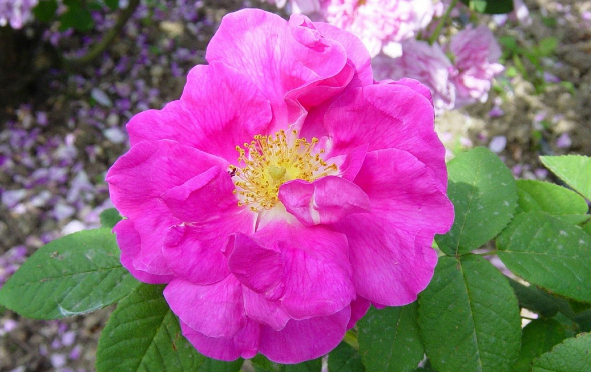 Rosa Gallica Officinalis