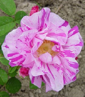 Rosa Gallica Versicolor