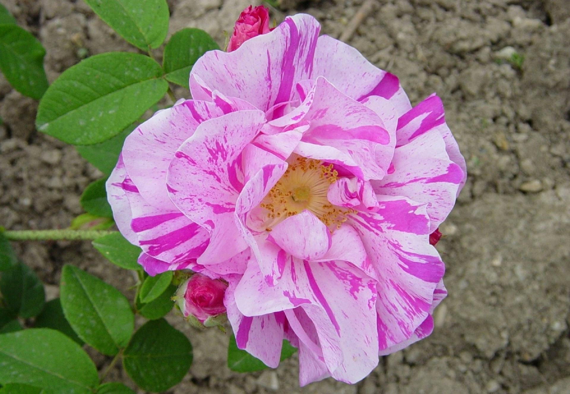 Rosa Gallica Versicolor