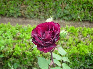 Rosa Louis XIV