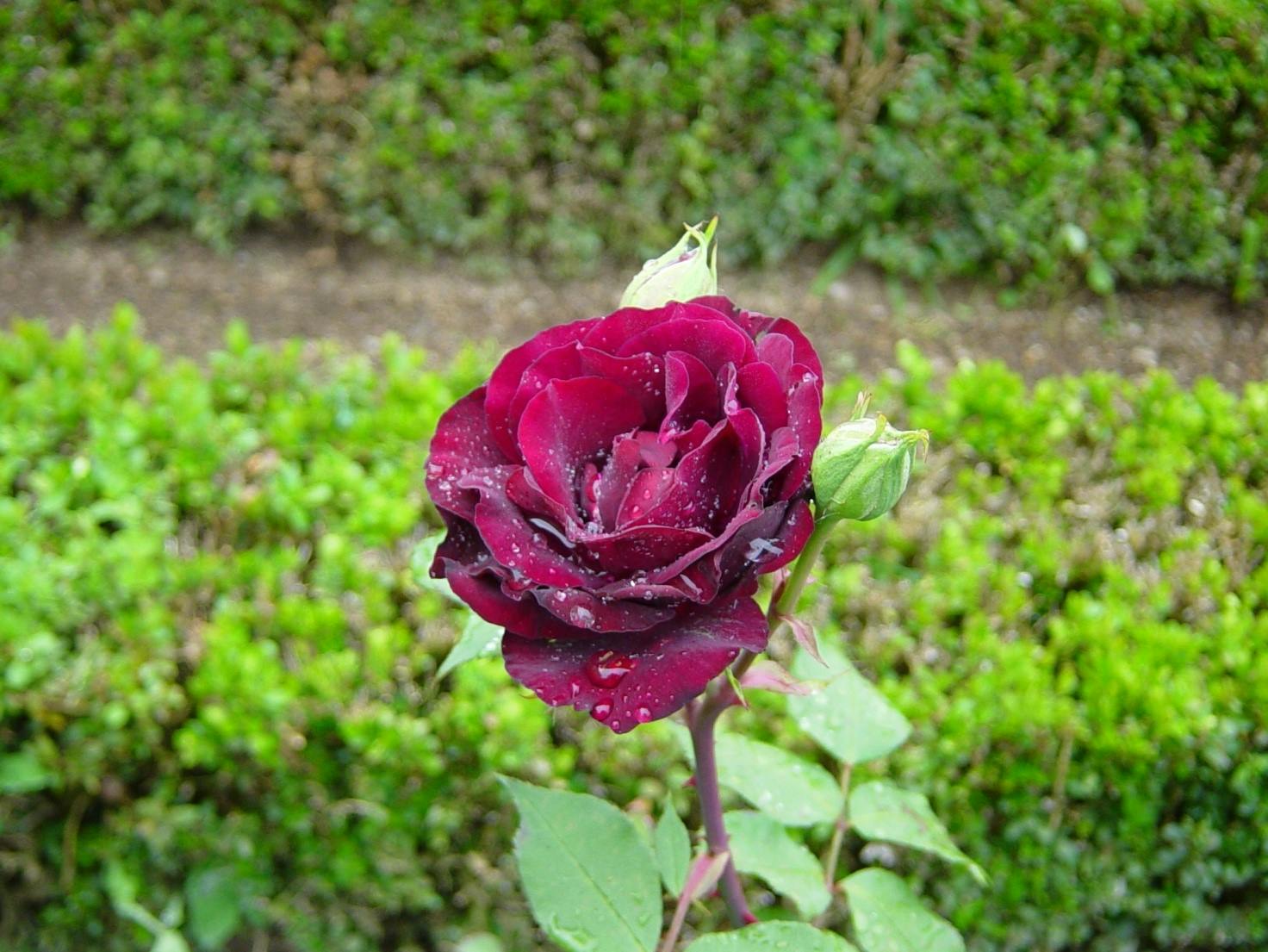 Rosa Louis XIV