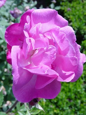 Rosa Old Blush