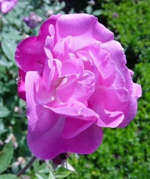 Rosa Old Blush