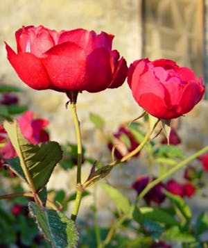 Rosa Slater’s Crimson China