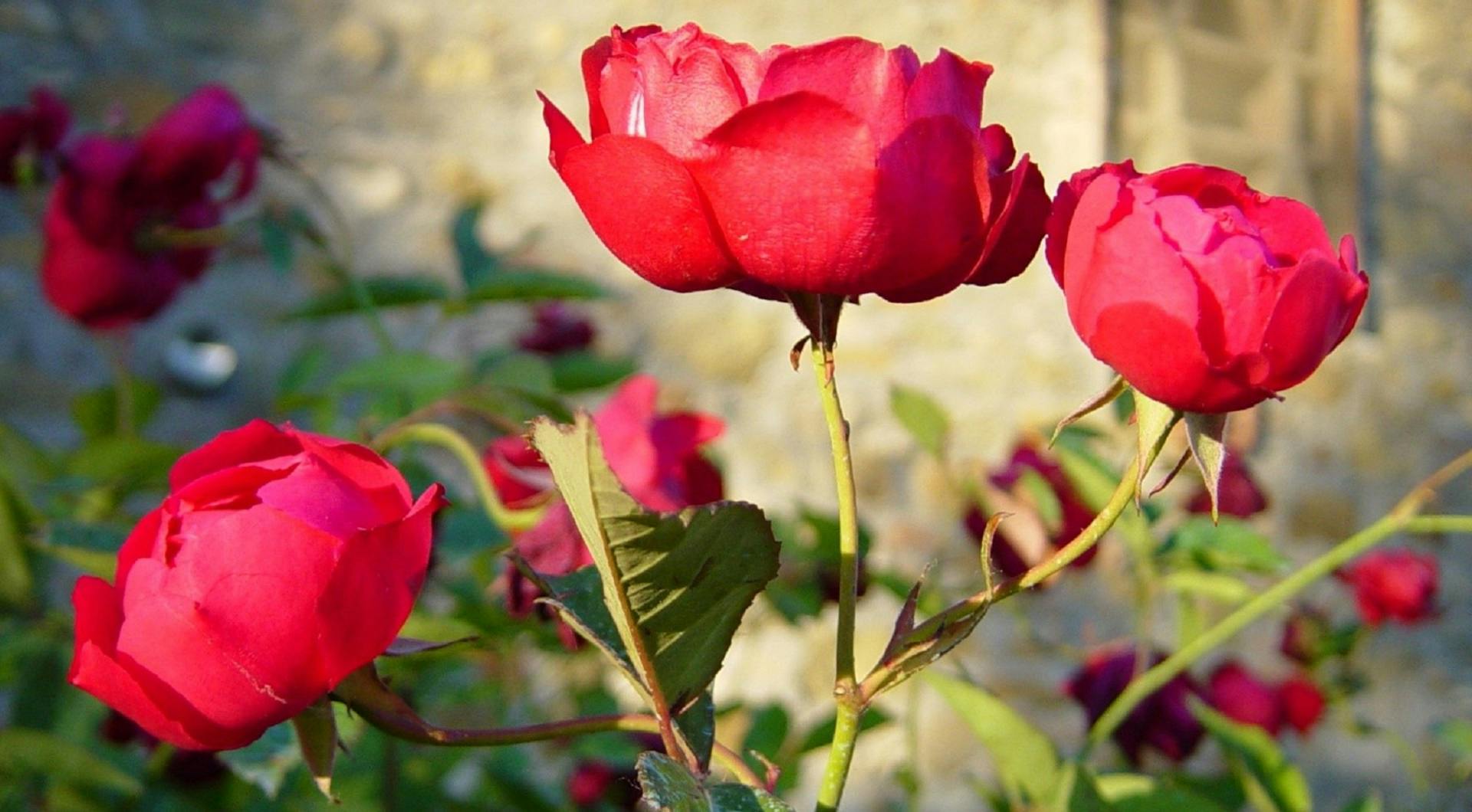 Rosa Slater’s Crimson China