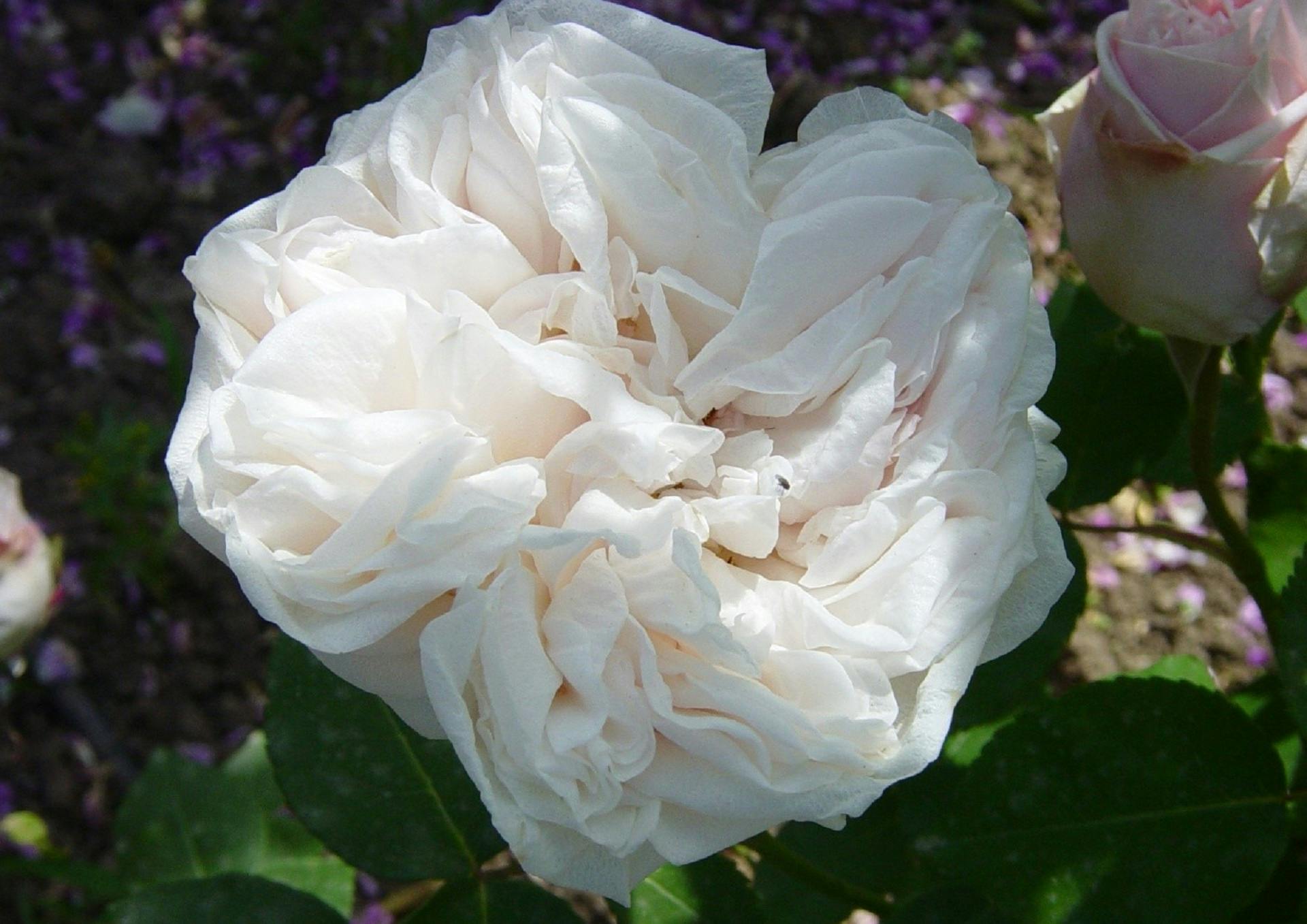 Rosa Souvenir de la Malmaison Rosa Souvenir de la Malmaison