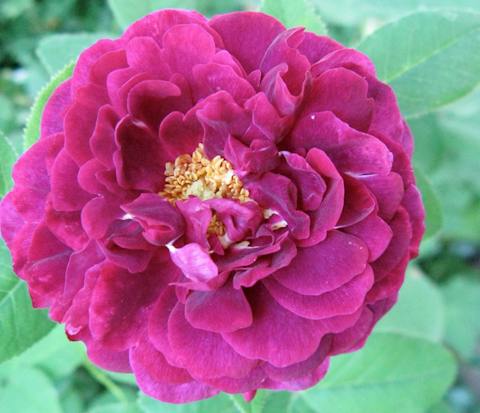 Rosa Tuscany Superb in Boboli Gardens | Uffizi Galleries