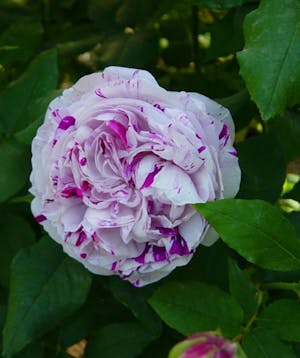 Rosa Variegata di Bologna