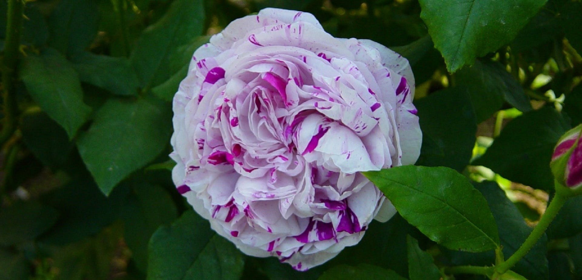 Rosa Variegata di Bologna