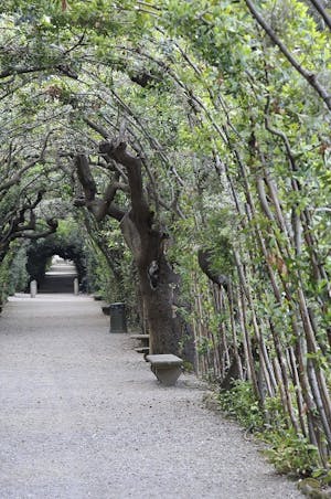 Cerchiate (Branch Archways)