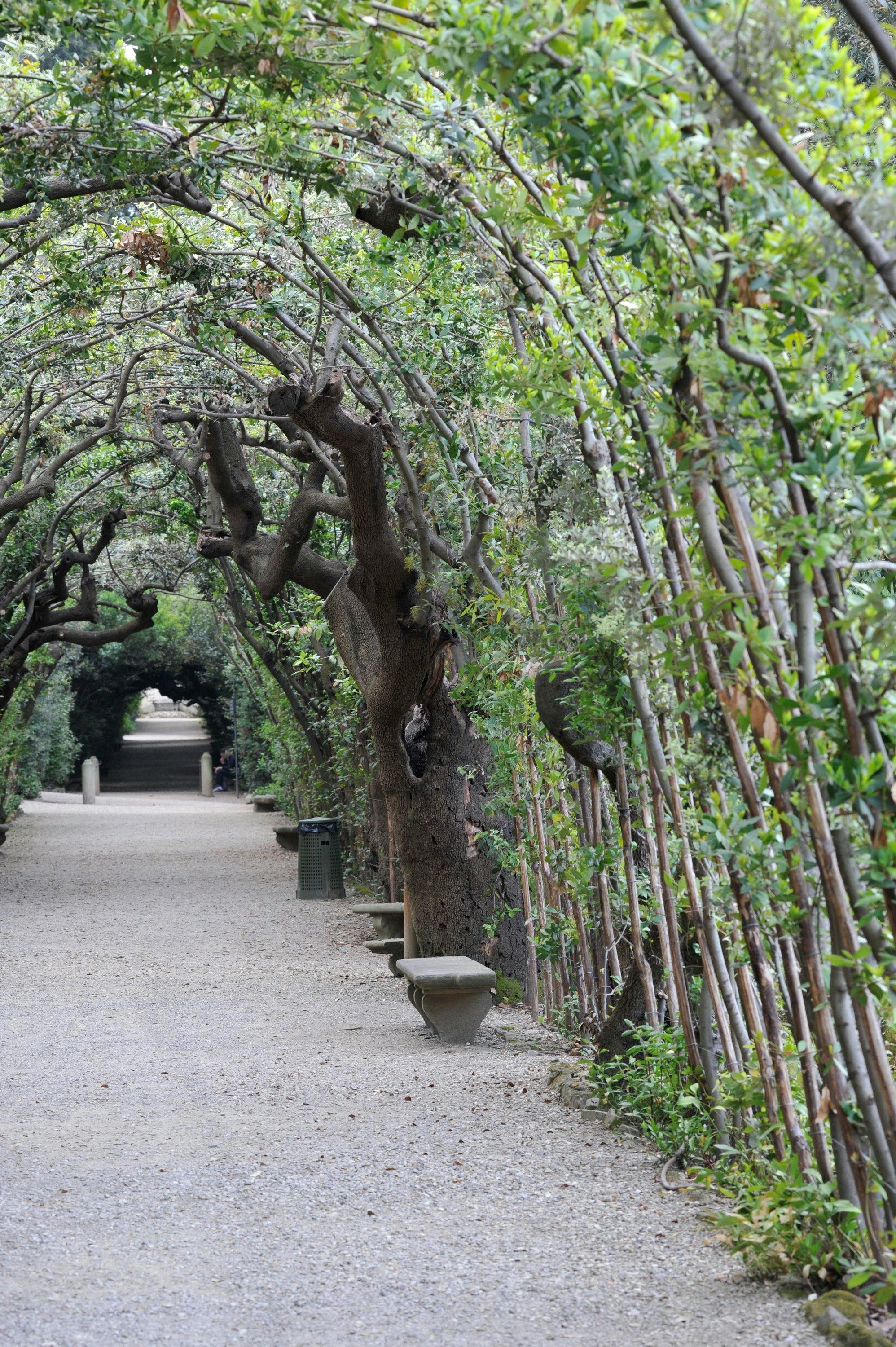 Cerchiate (Branch Archways)