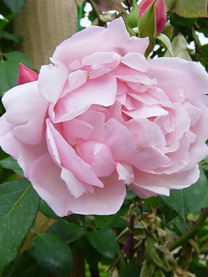 Albertine Rose