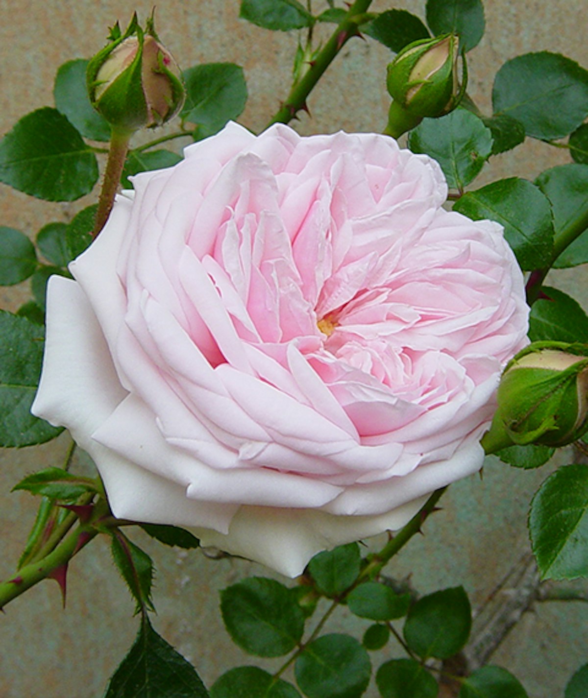 Awakening Rose in Boboli Gardens | Uffizi Galleries