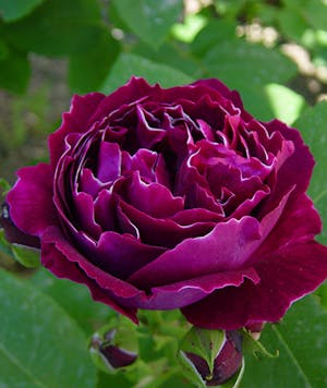 Baron Girod de l’Ain Rose