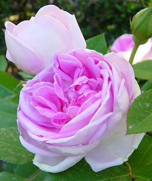Blarii no. 2 Rose
