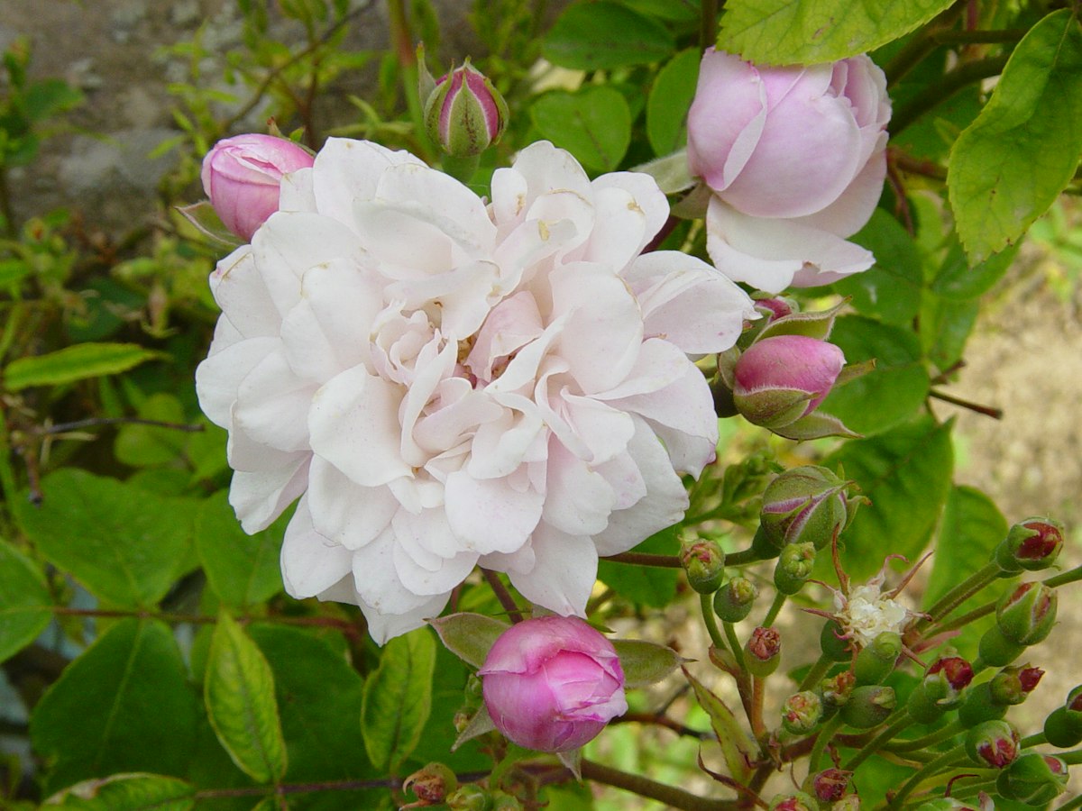 Nosiette Roses Blush Noisette Rose in Boboli Gardens | Uffizi Galleries