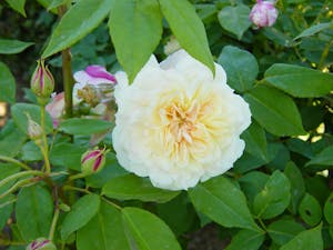 Buff Beauty Rose