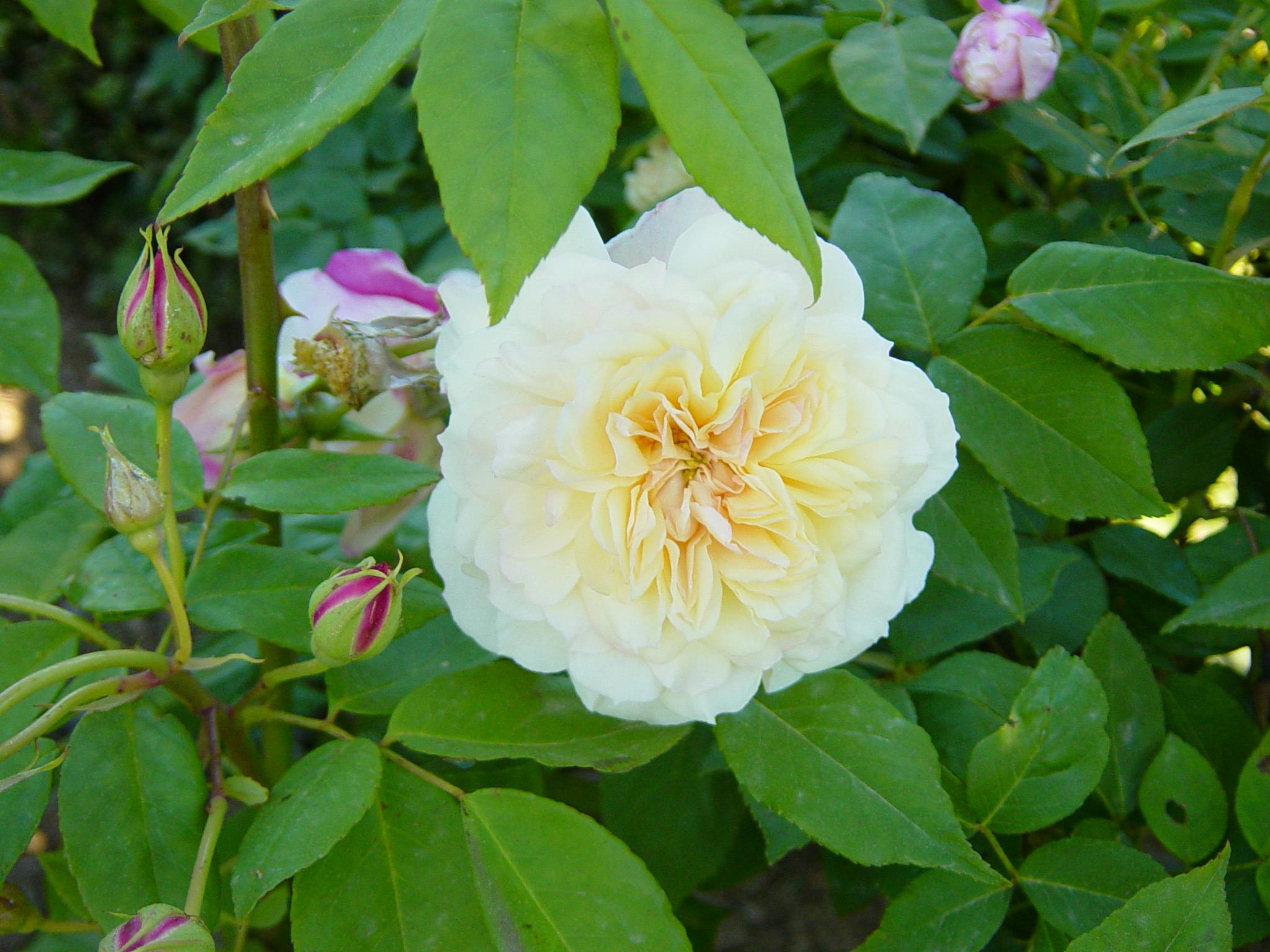 Rosa Buff Beauty