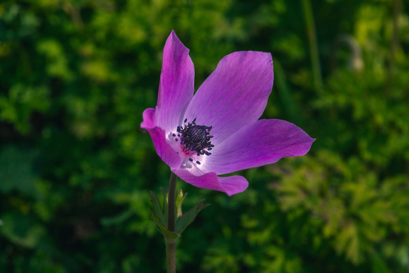 Anemone