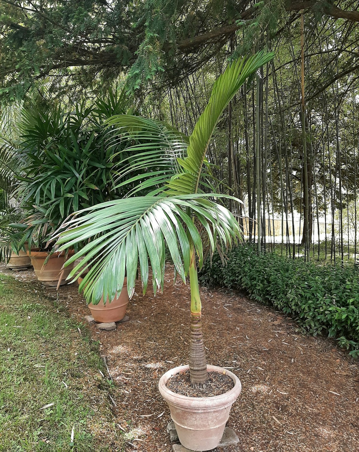 Archontophoenix alexandrae, Alexander palm | À l'ombre des figuiers Archontophoenix alexandrae, Alexander palm | À l'ombre des figuiers
