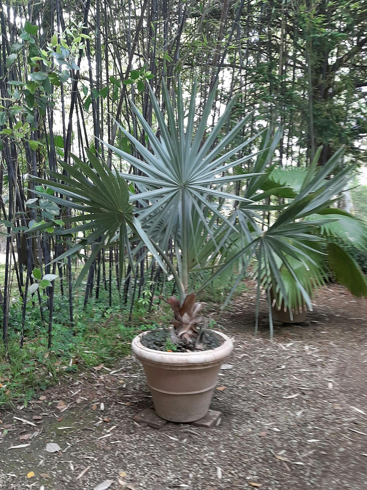 Palma - Bismarckia nobilis