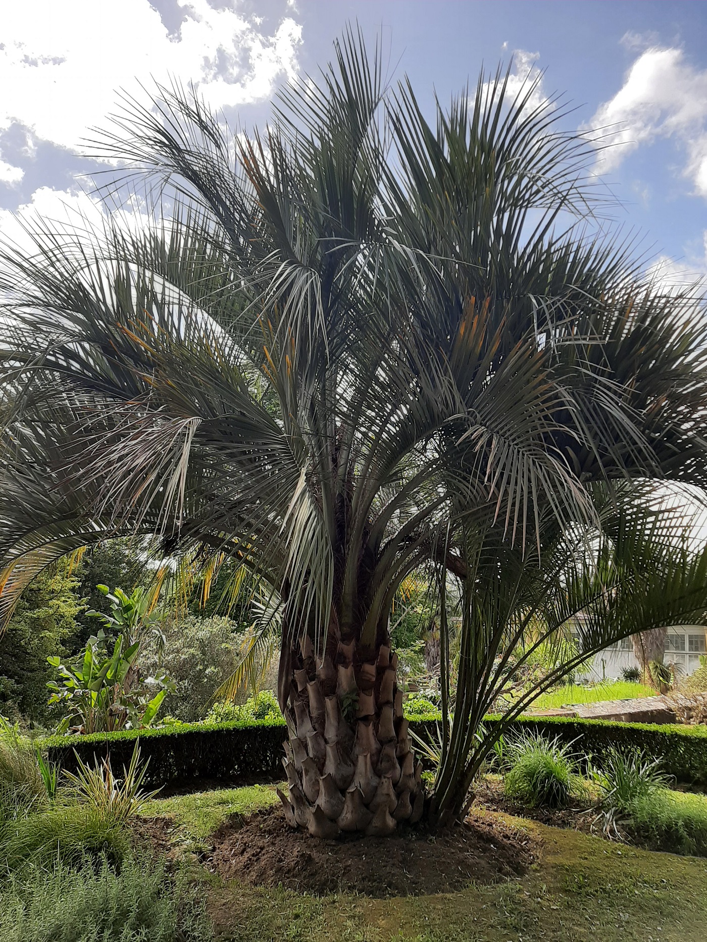 Butia capitata discount
