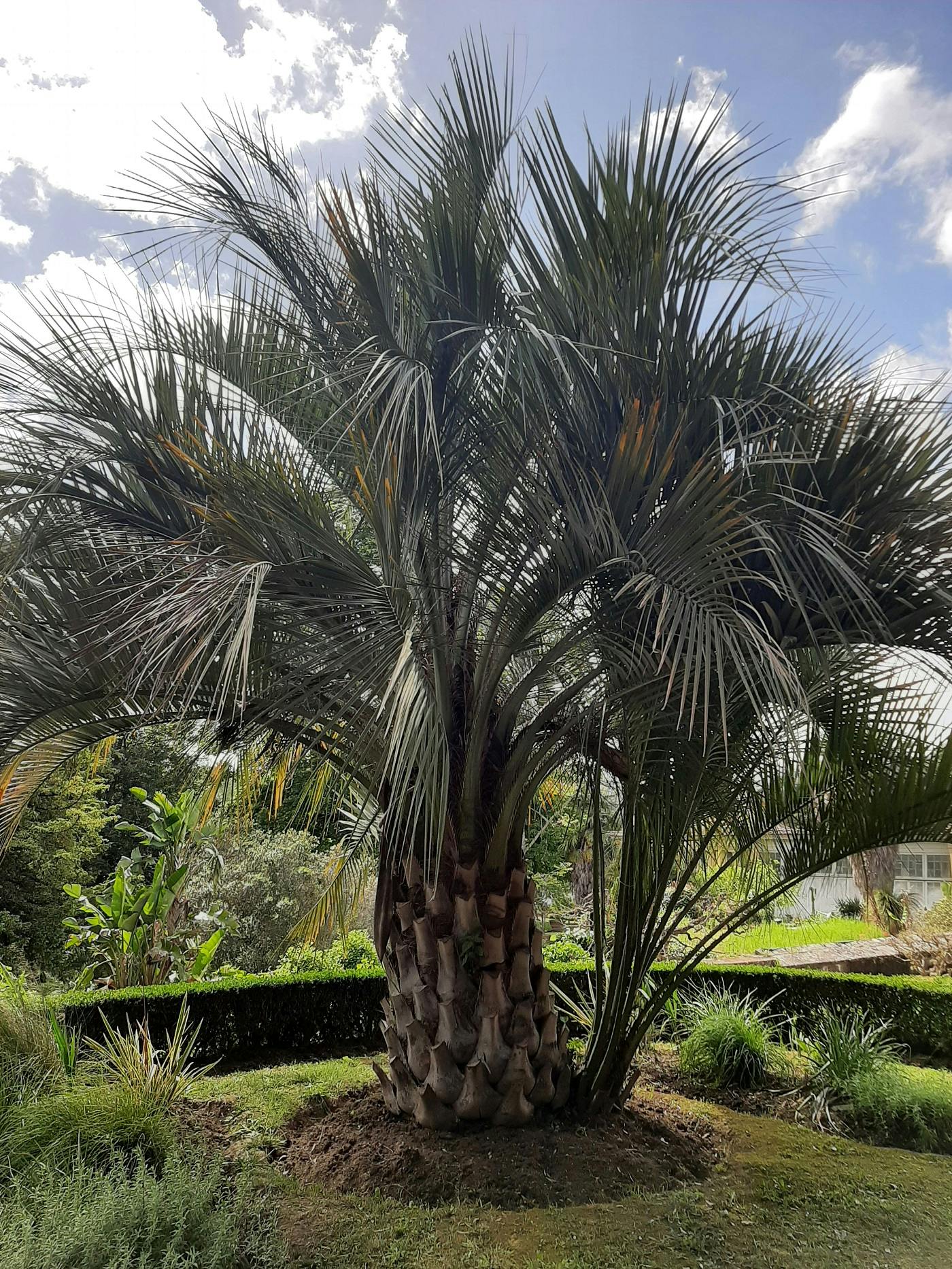 Palm - Butia capitata