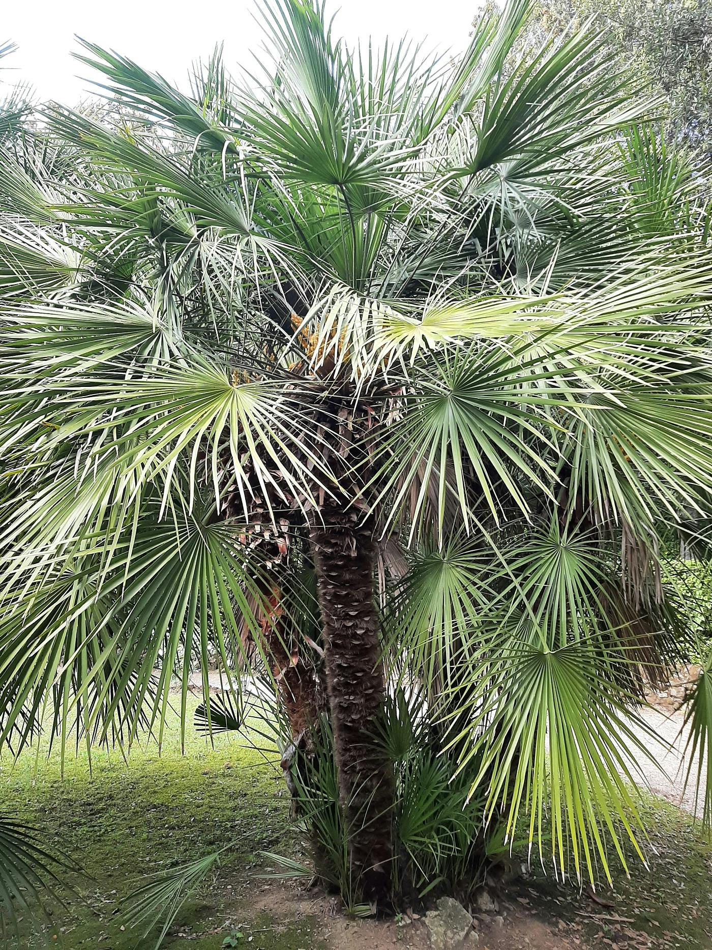 Palm - Chamaerops humilis