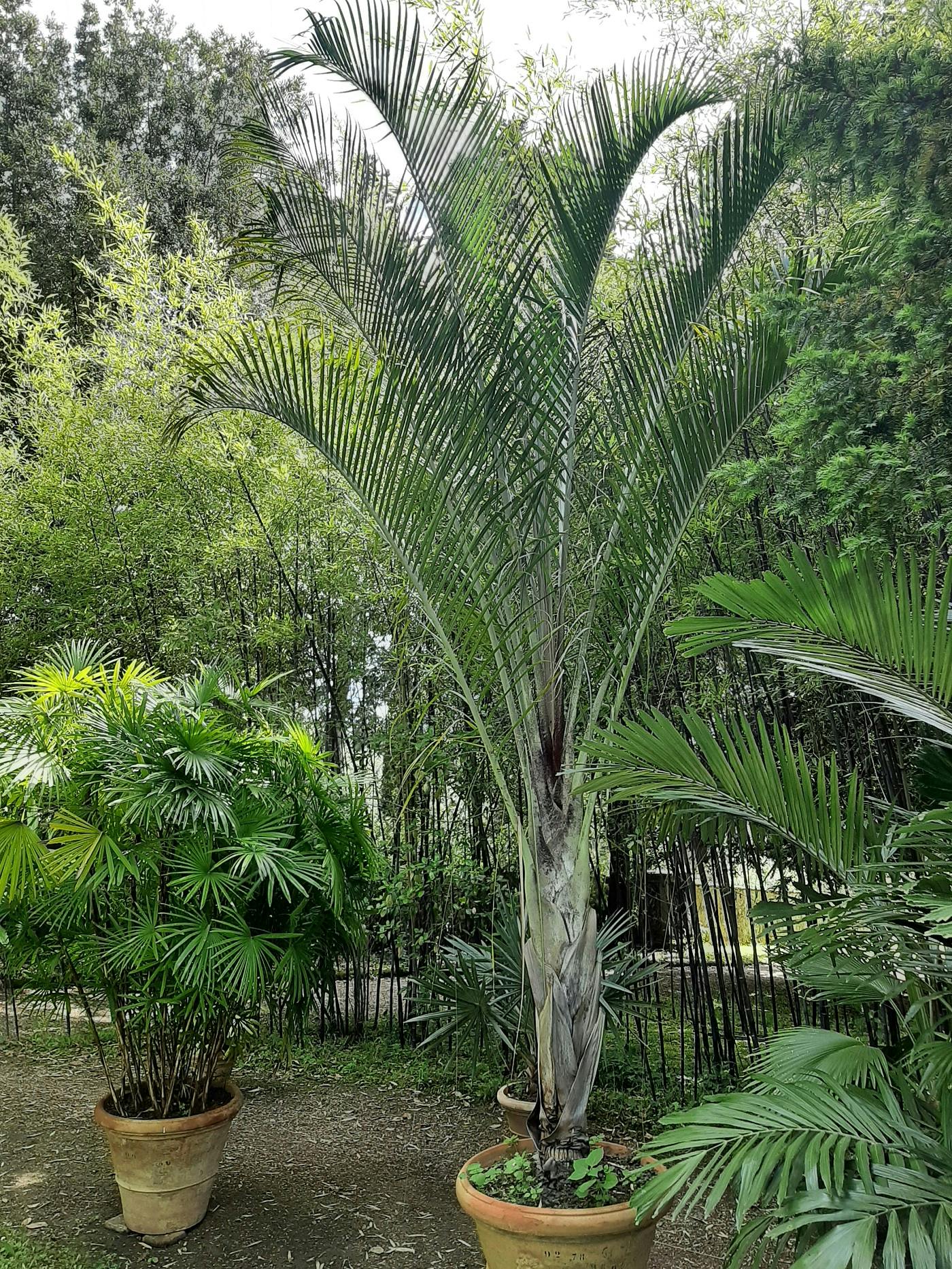 Palm - Dypsis decaryi