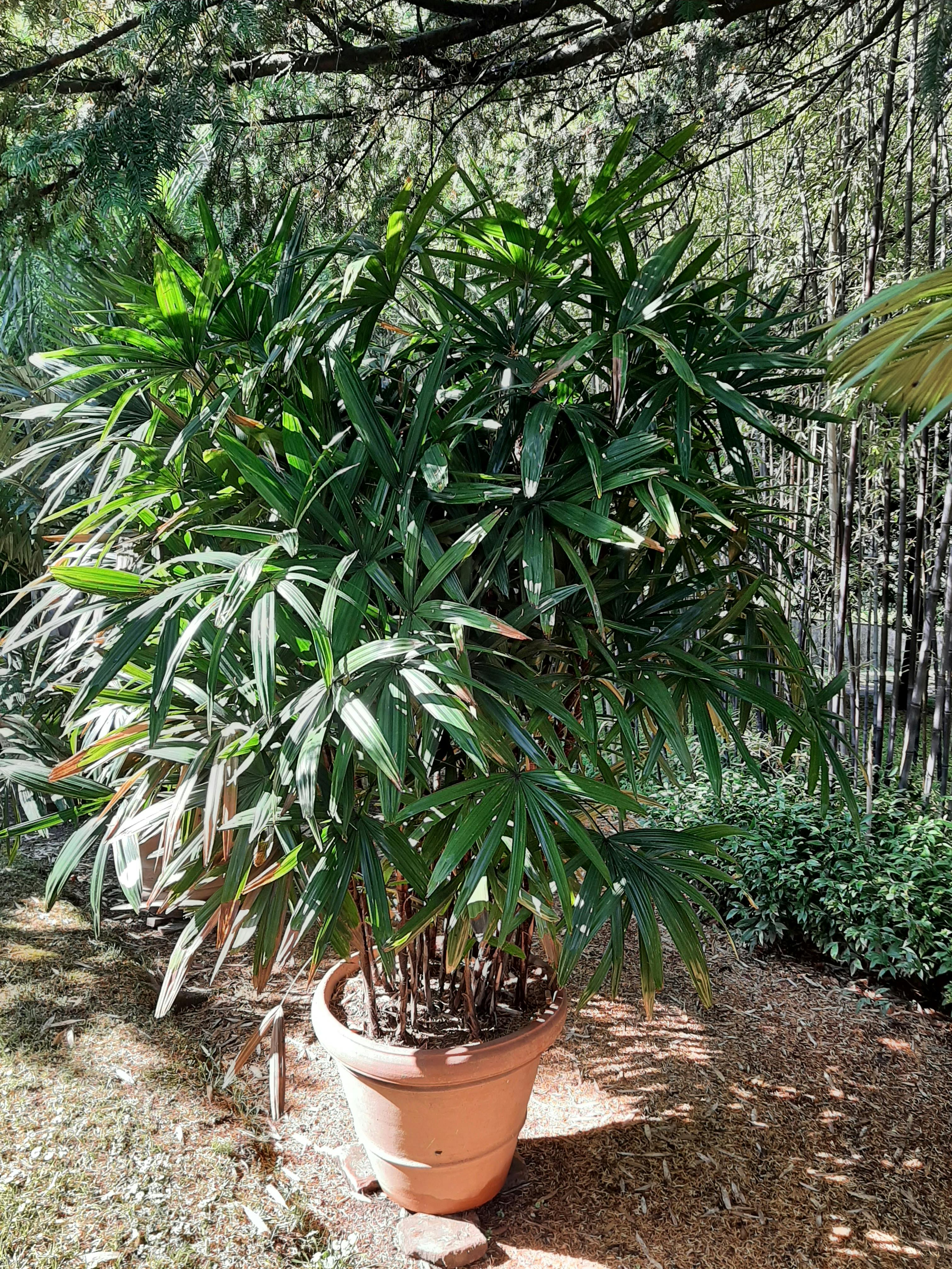 Palm - Rhapis excelsa