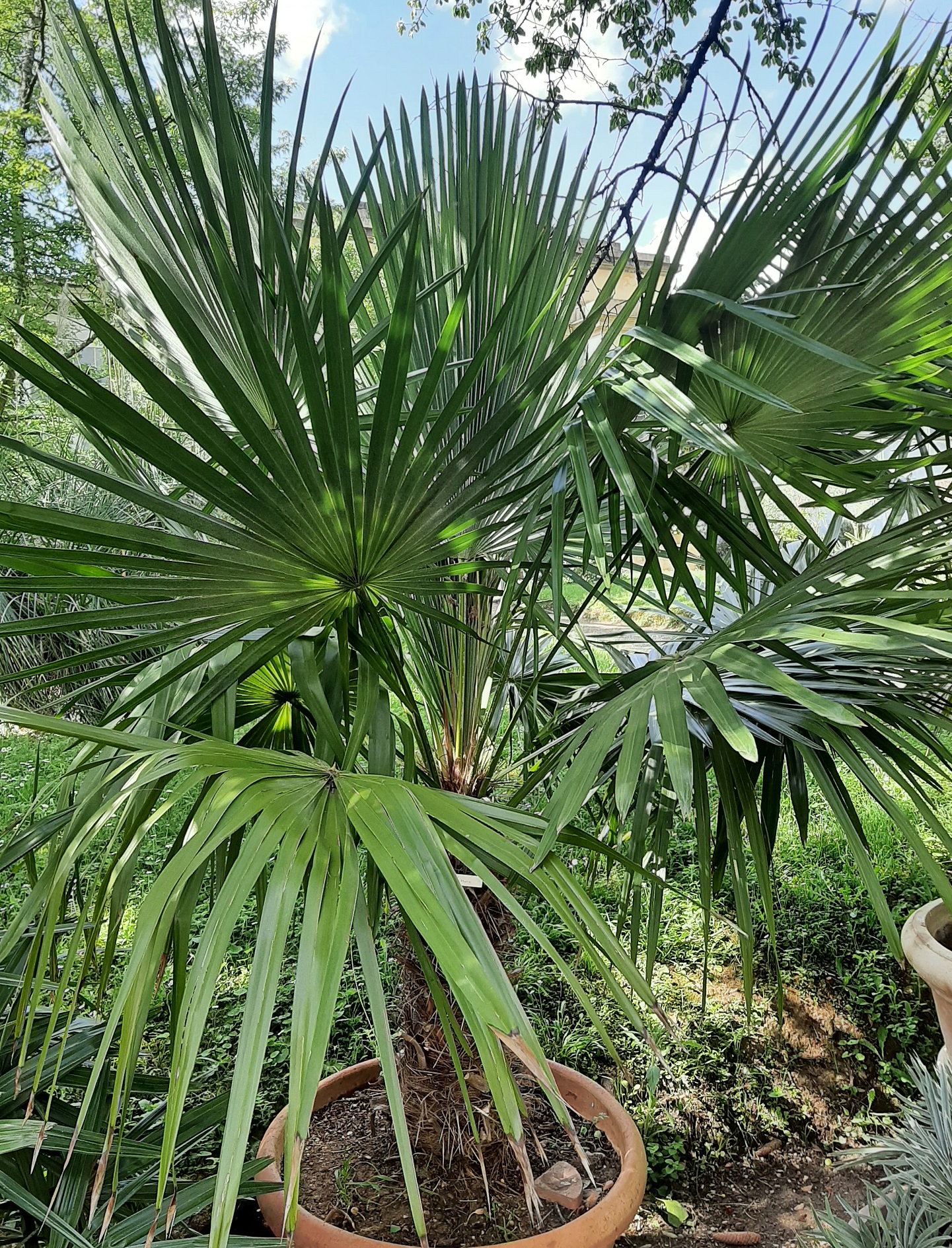 ③the_palms_nursery 1688676286-trinax_parviflora.