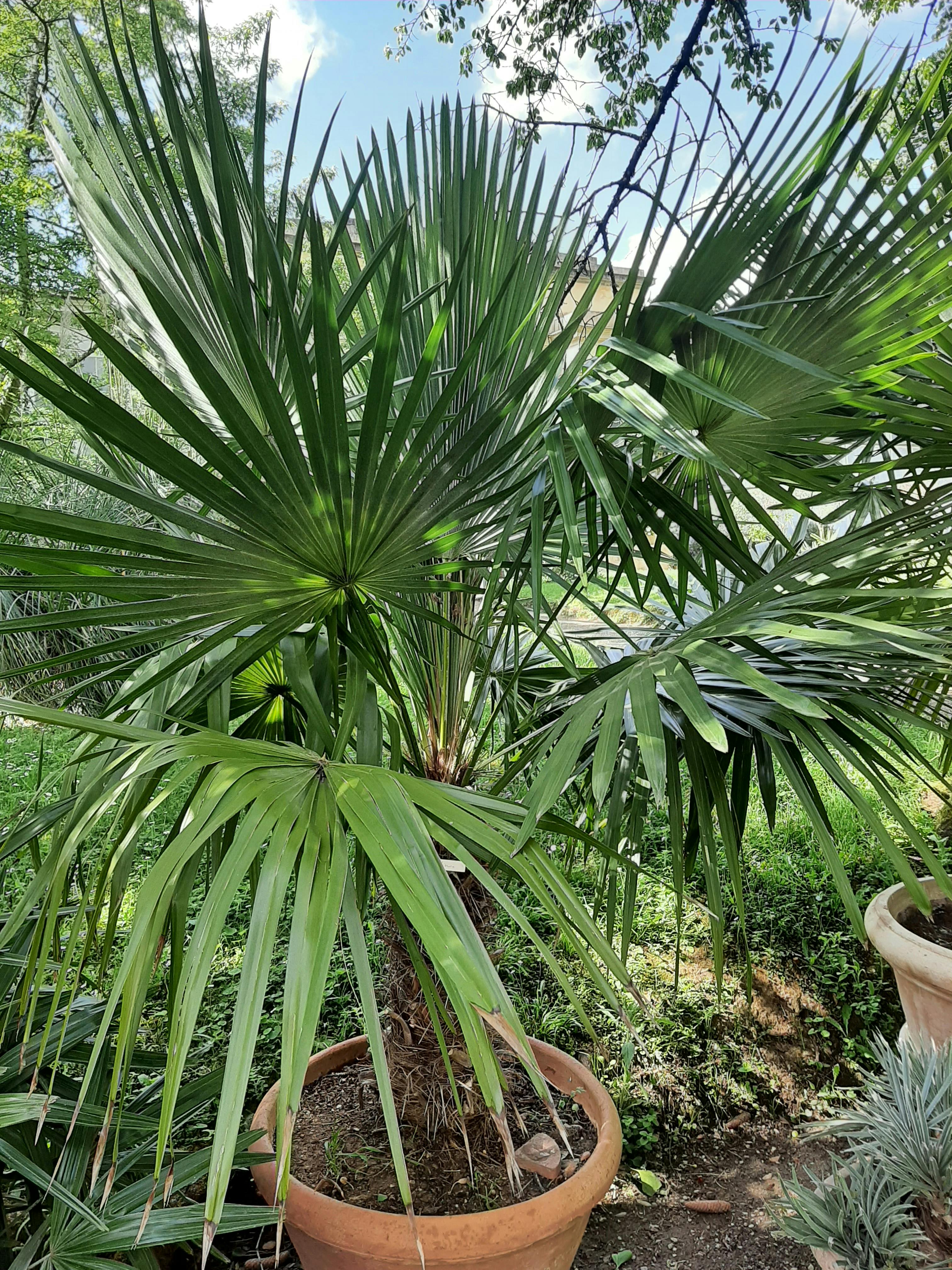Palma - Thrinax parviflora