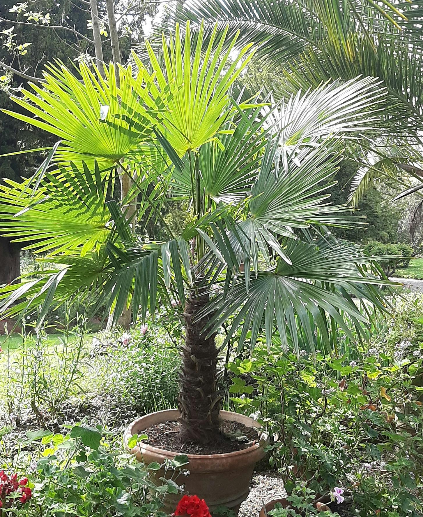 Palma - Trachycarpus fortunei