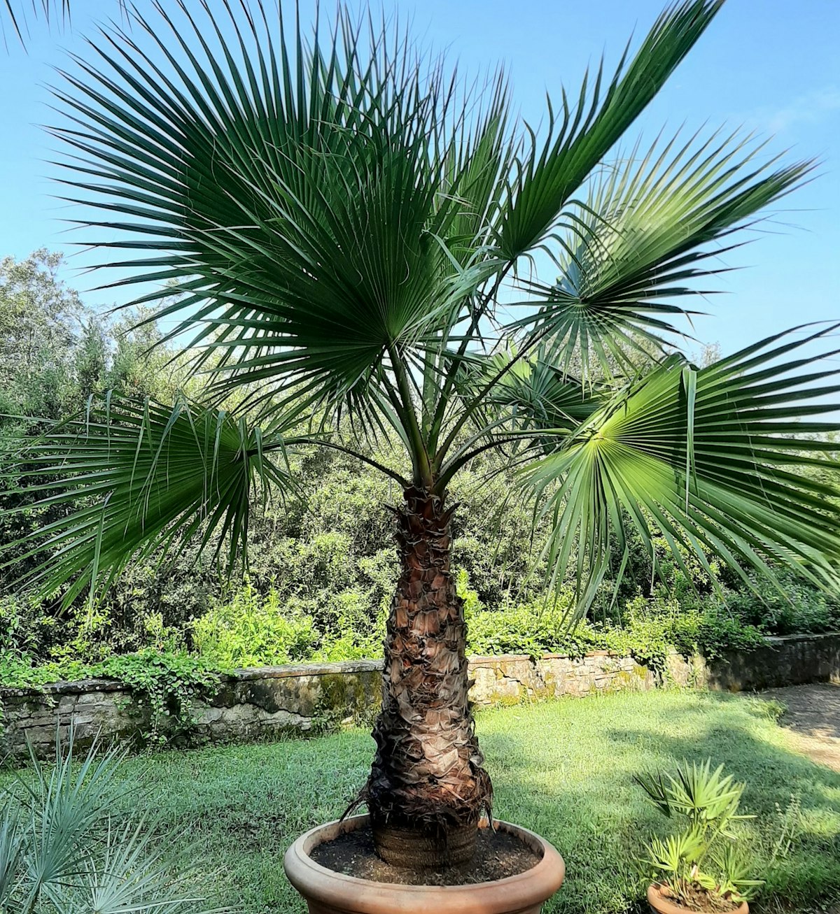 Well Drained 14 Feet Washingtonia Filifera Palm Tree at ₹ 3600/piece in Well Drained 14 Feet Washingtonia Filifera Palm Tree at ₹ 3600/piece in