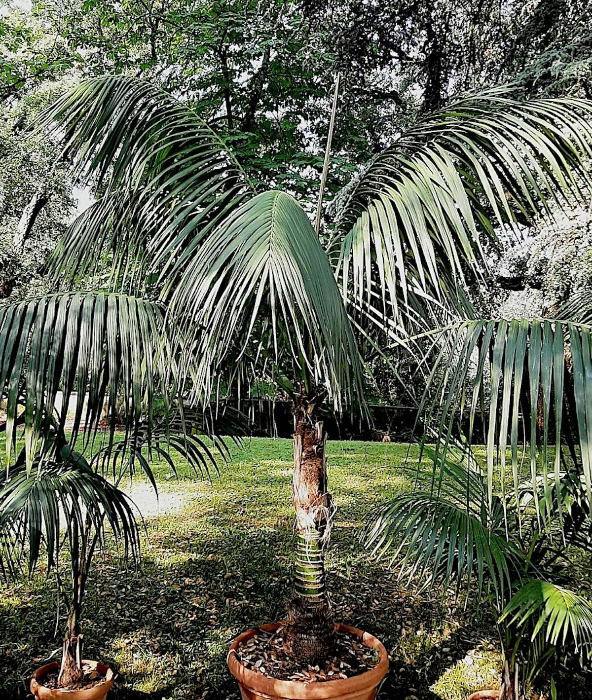 Palm - Howea forsteriana (Kentia) | Uffizi Galleries